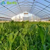 Solar Used Single-Span Greenhouse Equipment For Sale