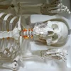 /product-detail/human-skeleton-model-180cm-human-skeleton-bones-912545133.html