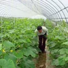 /product-detail/china-supplier-cheap-price-tunnel-greenhouse-60536371610.html
