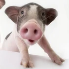Non-gmo黄色トウモロコシ家畜飼料62%タンパク質トウモロコシcgmトウモロコシグルテン食事用豚