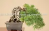 /product-detail/bonsai-tree-111034042.html