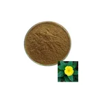 Male enhancement herb extract Damiana leaf extract powder / capsules with bulk supply
