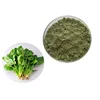 /product-detail/exx1015-hot-selling-100-nature-high-quality-pure-spinach-extract-60791508836.html