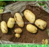 /product-detail/seed-potato-potato-prices-60191189994.html