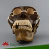 Animal anatomy Ape skull model,animal skull,anatomy lung