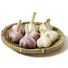10kg/ carton china export garlic from china
