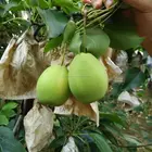 New season green shandong pear fresh crown pear ya pear