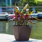 Wholesale indoor polish square seedling trays plastic flower vase rose plants