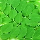 Moringa Oleifera Moringa Powder Supply 100% Natural Loss Weight Moringa Oleifera Leaf Powder