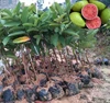 grafting fruit trees red flesh Guava trees