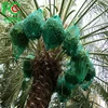 Sample free new hdpe mono filament material green palm tree net bag date palm mesh net bag for date cover