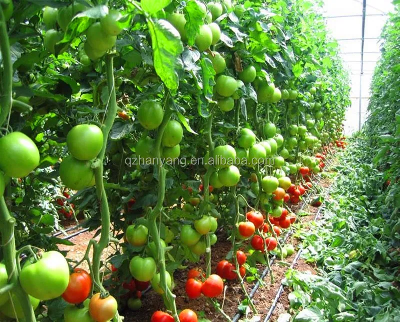 Easily Installed Multi-span Low Cost Agricultural Greenhouse Construction for tomato greenhouse farm