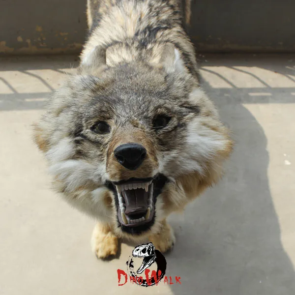 simulation wolf (1).jpg