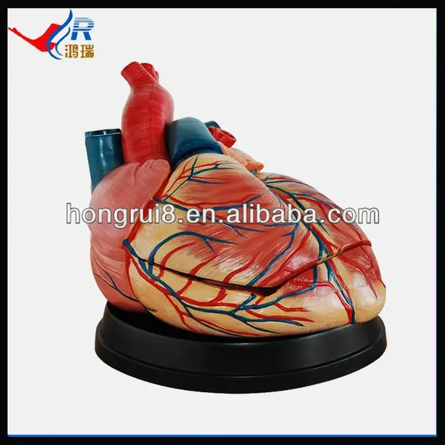 new style human enlarged heart model,heart medical model