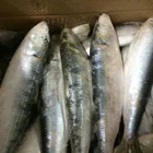 Top Quality Seafood Frozen QS Sardine Fish and sardines china