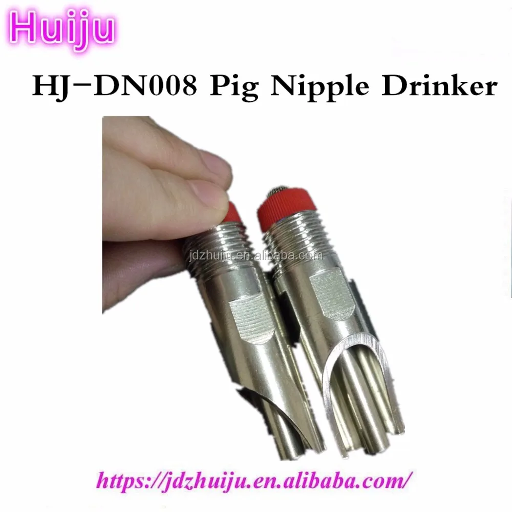 china pig nipple