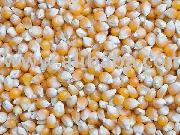 Yellow Corn (Food Grade &Feed Grade)