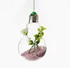 The light bulb shape clear glass hanging vases with hole