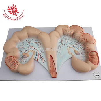 Animal Veterinary Anatomical Model Pig Uterus Model View Veterinary Anatomical Model Redforest Product Details From Xinxiang Red Forest Edu Instrument Co Ltd On Alibaba Com