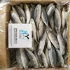 Good price fresh frozen mackerel fish 10kg for sale