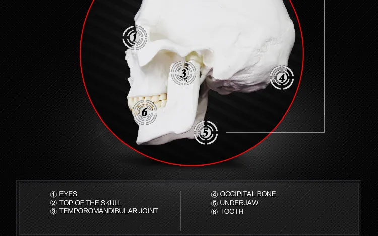 anatomy of the skull.jpg