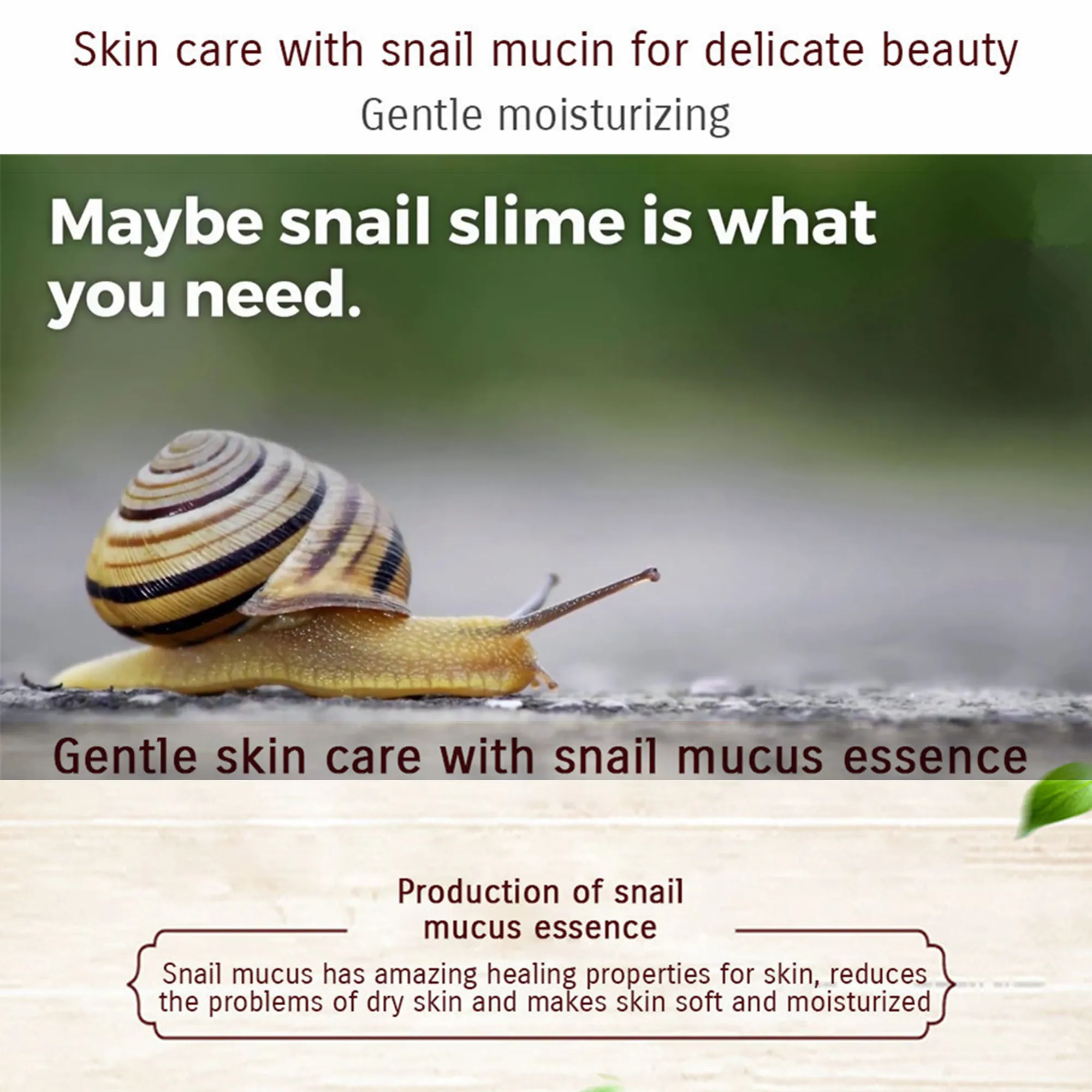 Where to Get a Pet Snail: Your Ultimate Guide to Finding the Perfect Mollusk Companion