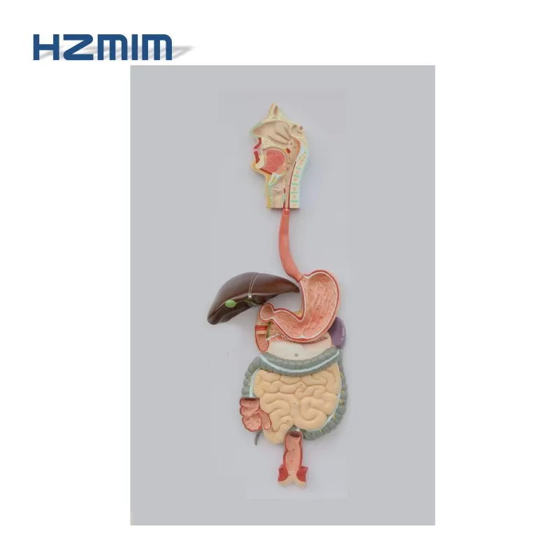 Digestive system model 1.jpg