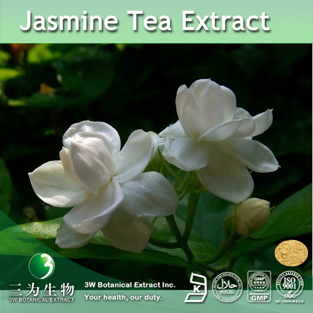 jasmine flower tea extract 4:1