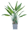 /product-detail/artificial-tree-hot-sale-artificial-bonsai-plant-tree-plastic-bonsai-trees-plants-decorative-artificial-fake-taro-tree-60109739922.html