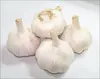 /product-detail/supply-new-crop-fresh-garlic-60178042141.html