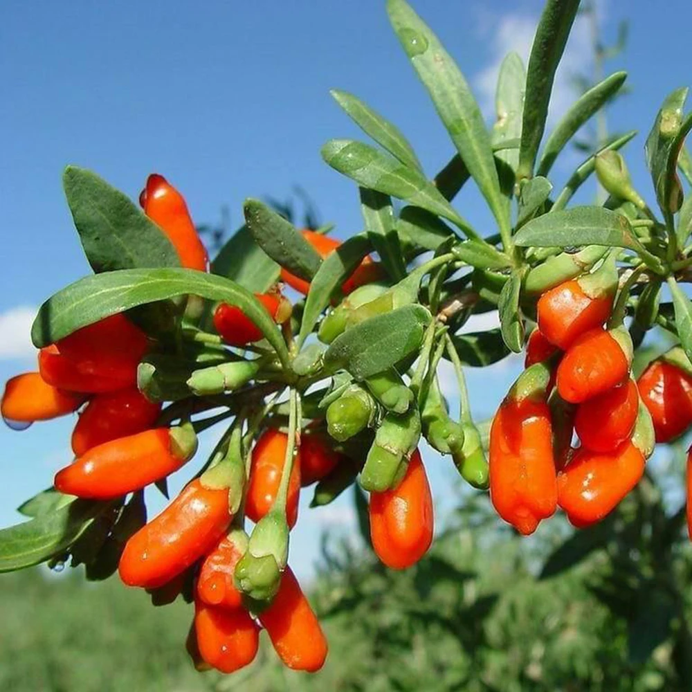 offer 2018 dried goji berry low pesticide wolfberry