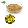 xi'an dn biology supply Mullein extract powder / Verbascum extract 5:1 10:1