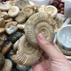 Small ammonite rock stone snail fossil conch ammonite fossil for sale