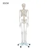 /product-detail/artificial-plastic-human-skeleton-200-bones-of-adult-human-skeleton-model-85cm-60533274058.html