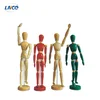 /product-detail/colored-flexible-human-manikins-60603905412.html