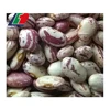 Japanese Type Beans, Red Beans Adzuki, Types Of Kidney Beans