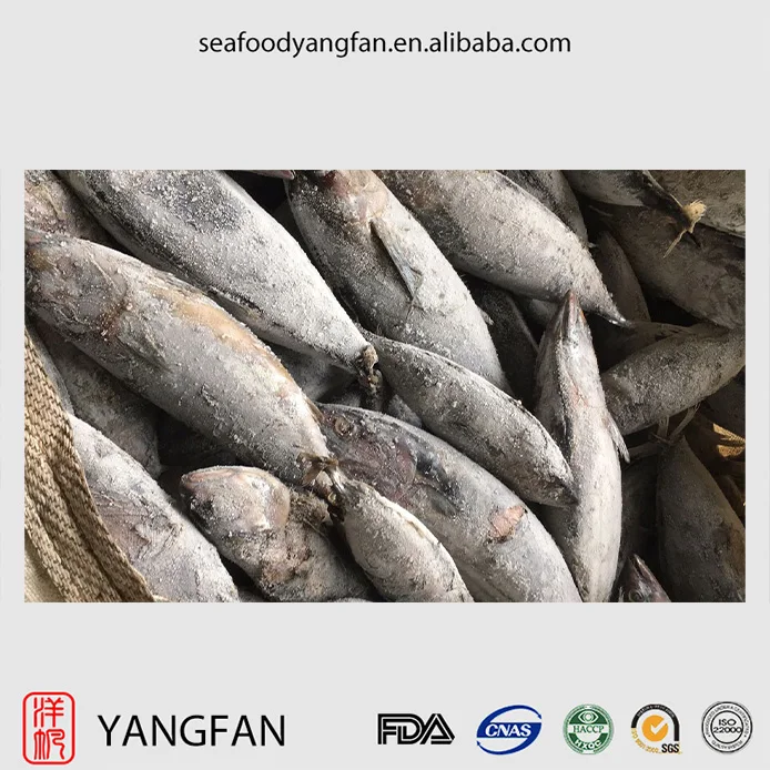 Good quality large quantity IQF frozen skipjack tuna for can