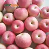 Hot Selling China Market Price Apple Bulk Red Gala Apples Fresh Apple Of Fruit