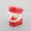 Dental education orthodontic dental teeth model with CE