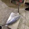 Zhonggang supply skip jack / top quality fish frozen tuna whole round