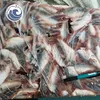 7-9cm Frozen HGT Horse Mackerel at Best Price
