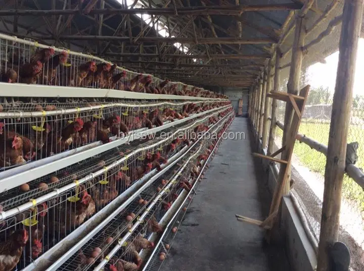 chicken cage-599.jpg