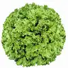 /product-detail/hybrid-f1-vegetable-seeds-leaf-lettuce-60785225087.html