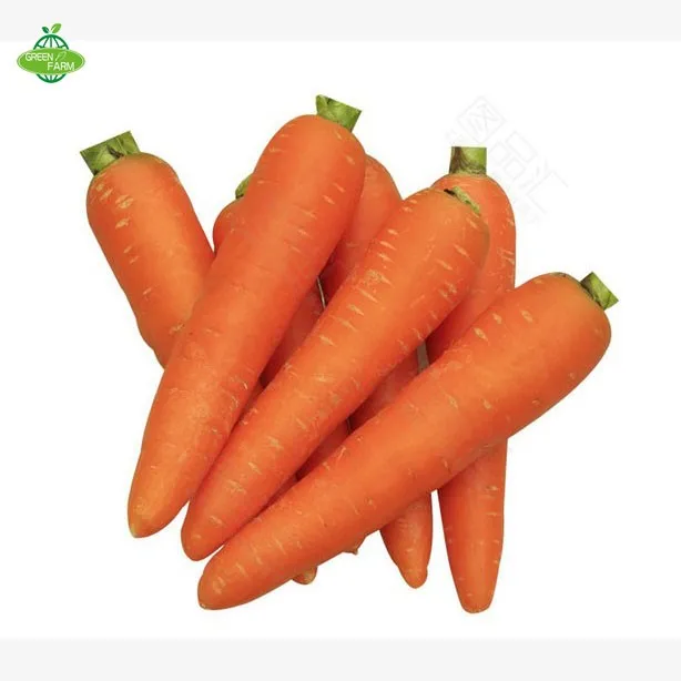 wholesale fresh carrot / fresh carrot vegetable