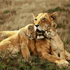 GX 7658 acrylic picture by numbers tiger oil painting reproductions