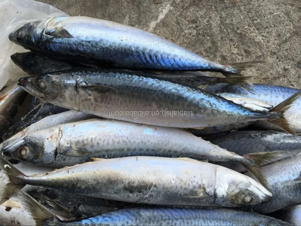 oily type frozen mackerel fish pacific mackerel