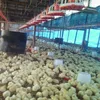 U-BEST factory mechanized poultry farming for chicken broiler breeder