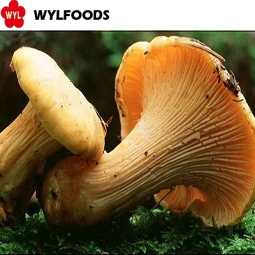 devin chanterelle02