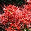 shi suan Lycoris radiata flower seed thailand
