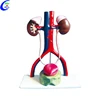 Medical Urinary System Educational Model